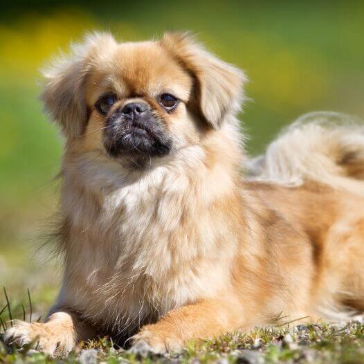 Tibetan best sale spaniel pug